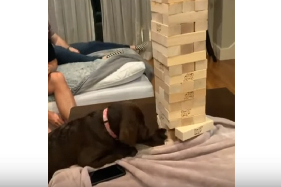Ο σκύλος που είναι καλύτερος παίκτης Jenga από σένα