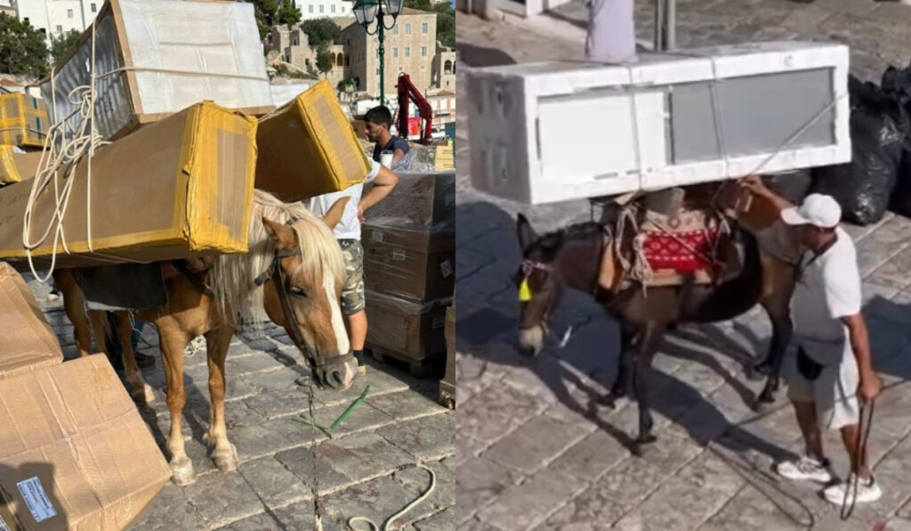 Εικόνες ντροπής στην Ύδρα: Γαϊδούρια κουβαλούν ολόκληρα ψυγεία – Η ανάρτηση της Εριέττας Κούρκουλου