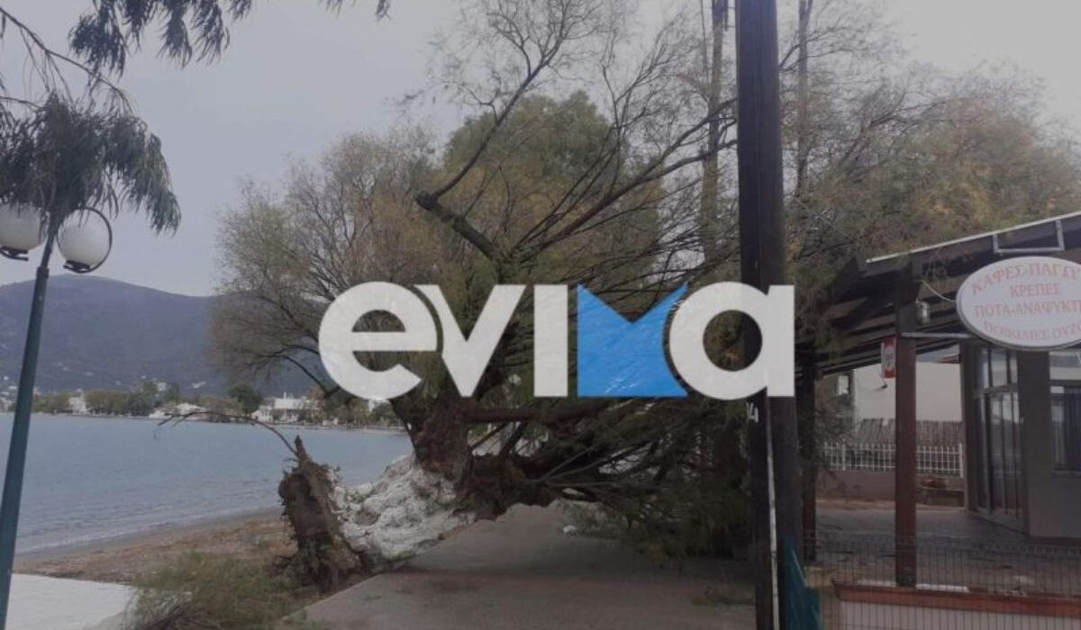 Κακοκαιρία: Σοβαρά προβλήματα στην Εύβοια – Δέντρο έπεσε σε μαγαζί