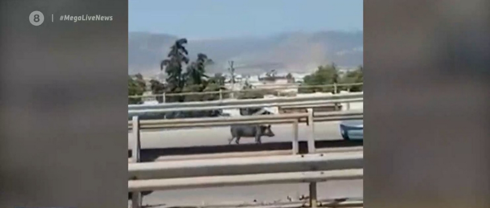 Ελευσίνα: Αγριογούρουνο προκάλεσε τροχαίο στην Αθηνών – Κορίνθου (Βίντεο)