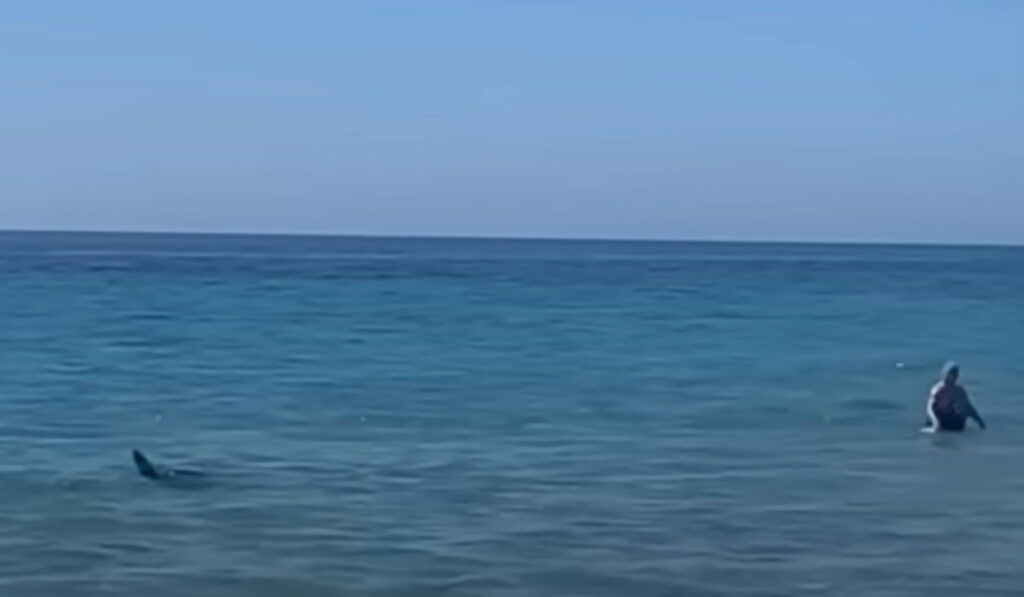 Τρόμος στην Ισπανία: Καρχαρίας κυνηγά λουόμενους σε παραλία (Βίντεο)
