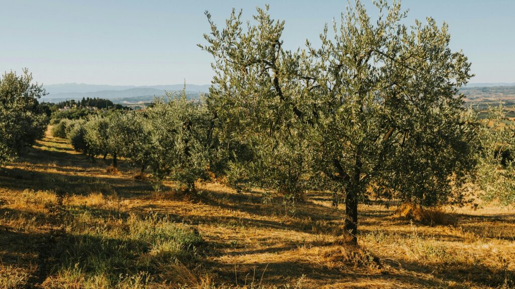 Η γη της ελιάς