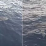 Μεγάλος καρχαρίας εμφανίστηκε στην Κέρκυρα - «Παναγία μου τρέμω»