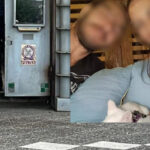 Άγιοι Ανάργυροι Κυριακή Γρίβα, δολοφόνος