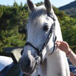 Θεσσαλονίκη: Άλογο δάγκωσε 9χρονο μαθητή στο μάγουλο – Εισαγγελική εντολή για έρευνα