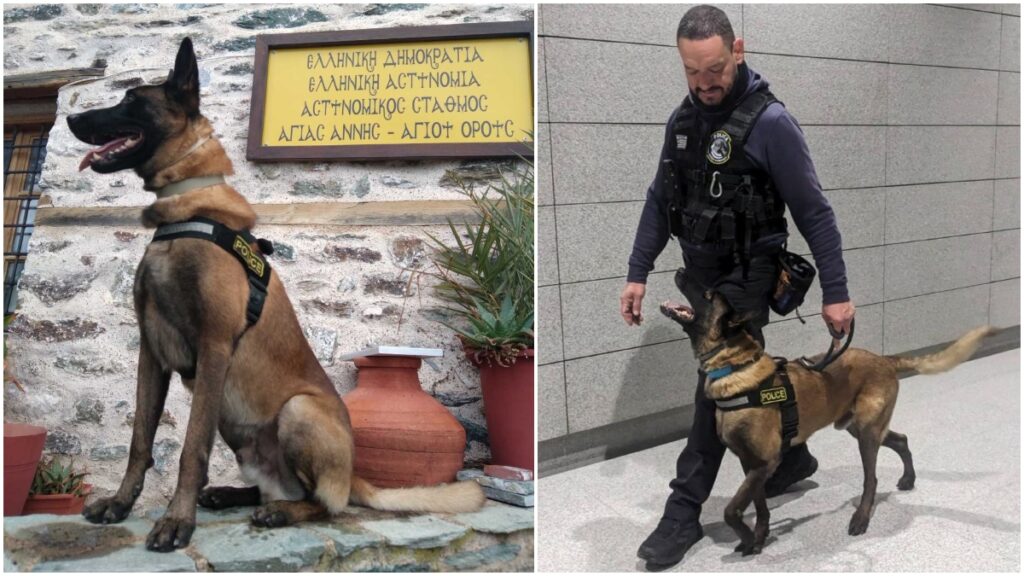 Αποστρατεύεται ο Όσκαρ μετά από 8 χρόνια δράσης - Ο πιο διάσημος σκύλος περιπολίας της αστυνομίας