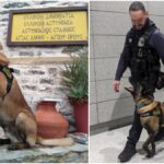 Αποστρατεύεται ο Όσκαρ μετά από 8 χρόνια δράσης - Ο πιο διάσημος σκύλος περιπολίας της αστυνομίας