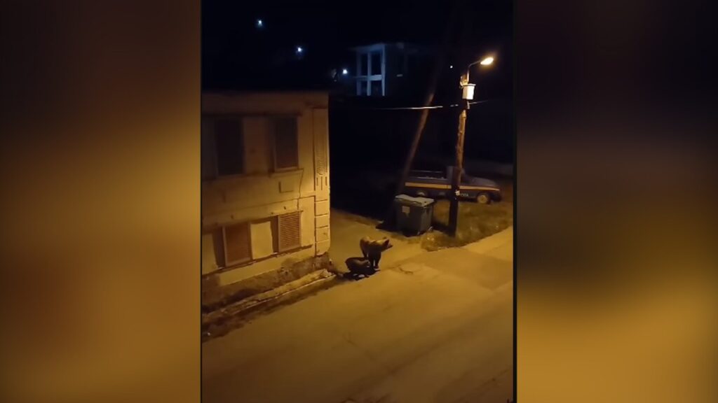Κοζάνη: Αρκούδα με αρκουδάκι κυκλοφορεί μέσα σε χωριό (βίντεο)