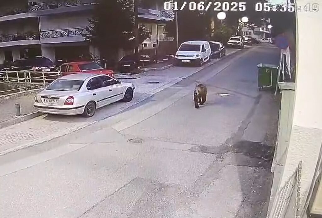 Πρωινή βόλτα για μια αρκούδα στα Γρεβενά – Περπάτησε ατάραχη στον κεντρικό δρόμο (βίντεο)
