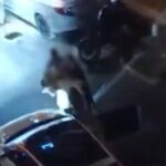 Κυψέλη
