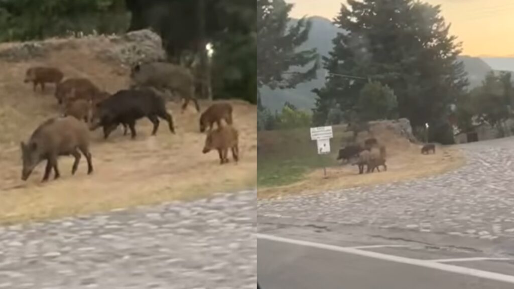 Αγριογούρουνα «βόλταραν» στην Καλαμπάκα (βίντεο)