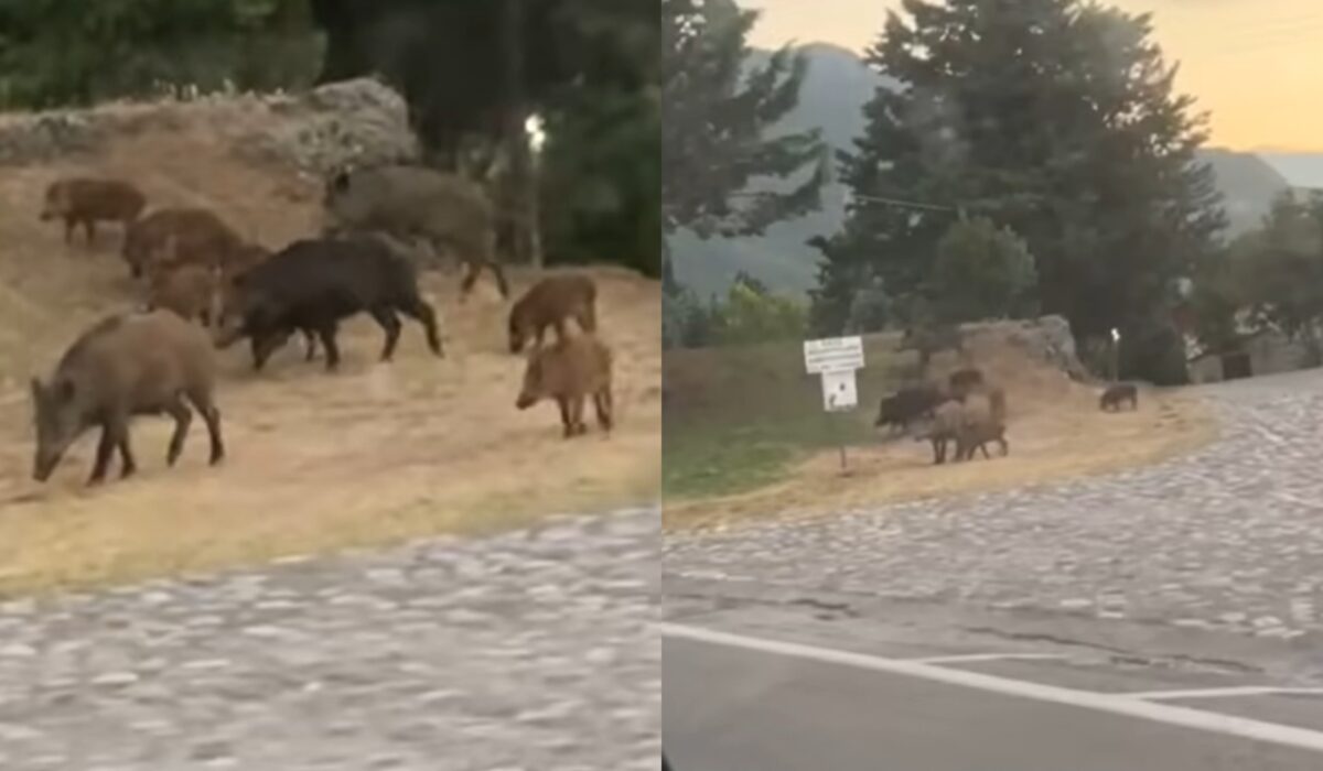 Αγριογούρουνα «βόλταραν» στην Καλαμπάκα (βίντεο)