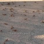 Ακρίδες έκαναν «εισβολή» στη Λαμία (βίντεο)