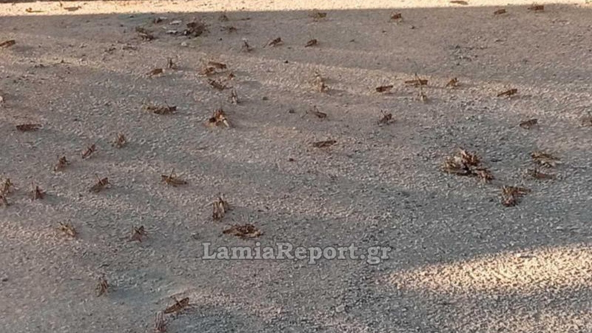 Ακρίδες έκαναν «εισβολή» στη Λαμία (βίντεο)