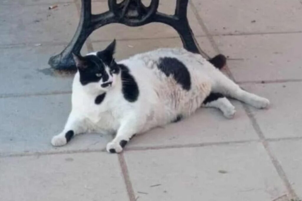 Chonkus Maximus