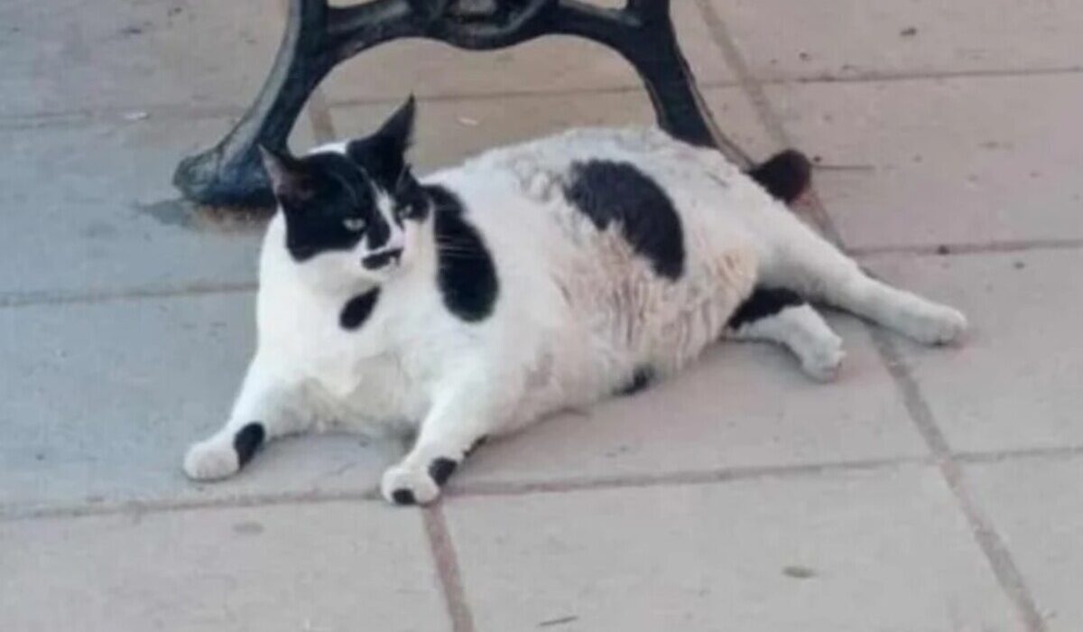 Chonkus Maximus