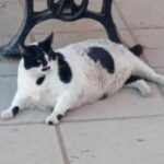Chonkus Maximus