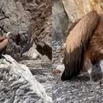 Βρήκαν γυπαετό σε παραλία της Κρήτης – Τον εξάντλησε ο καύσωνας (βίντεο)