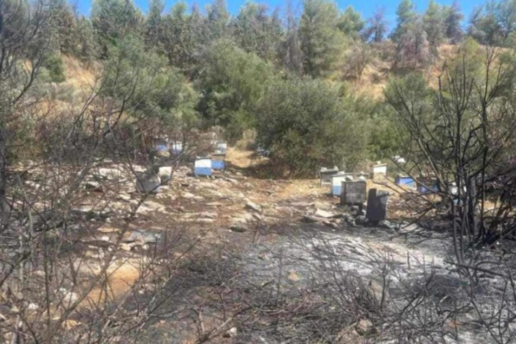 Μελίσσια Φωτιά Πολυτεχνειούπολη