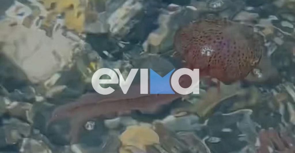 Μώβ μέδουσα στην Εύβοια: Απαθανάτισαν σε βίντεο το «πέρασμά» της από την παραλία