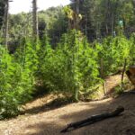 Μεγάλη αστυνομική επιχείρηση στην Αιτωλοακαρνανία - Βρέθηκαν 2.600 δενδρύλλια κάνναβης, 4 συλλήψεις