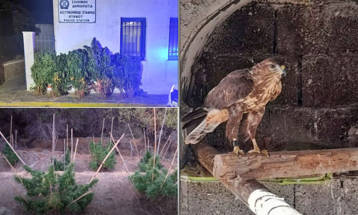γεράκι στη Σαντορίνη
