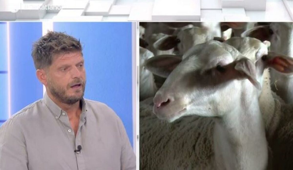Big Brother: Η ευλογιά των προβάτων χτύπησε το κοπάδι του Ντεντόπουλου