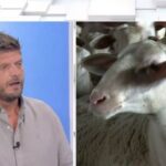 Big Brother: Η ευλογιά των προβάτων χτύπησε το κοπάδι του Ντεντόπουλου