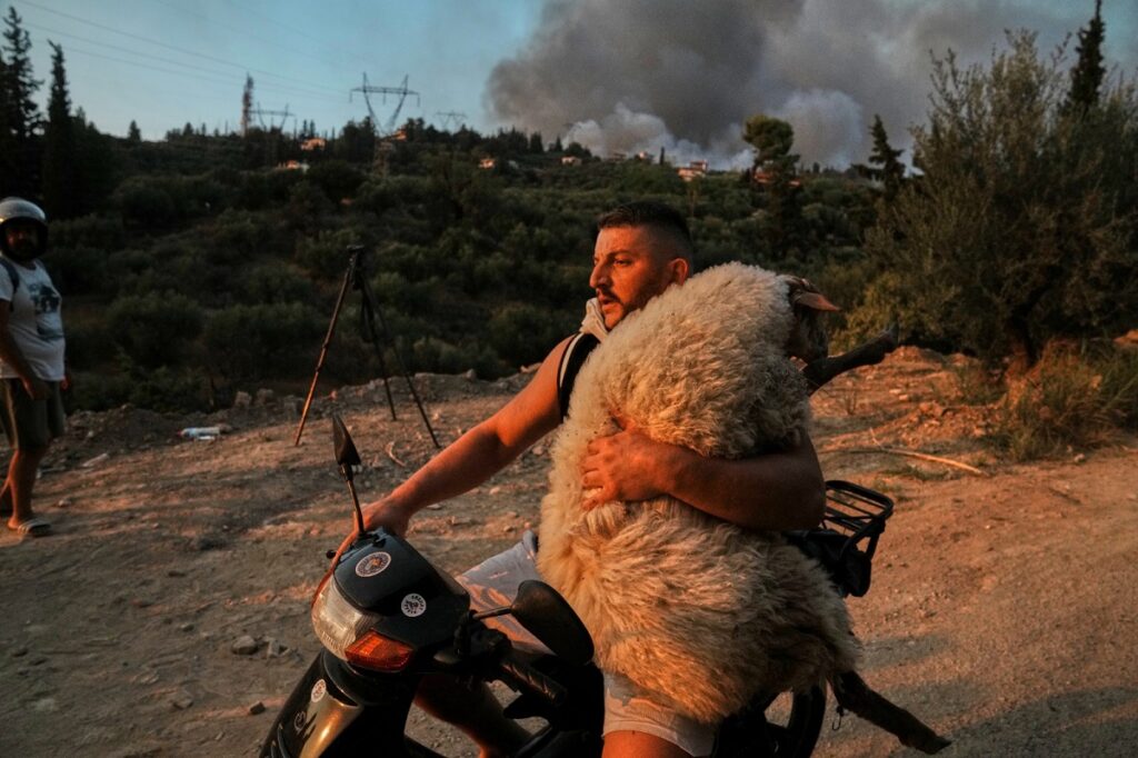 φωτιά διάσωση πρόβατο