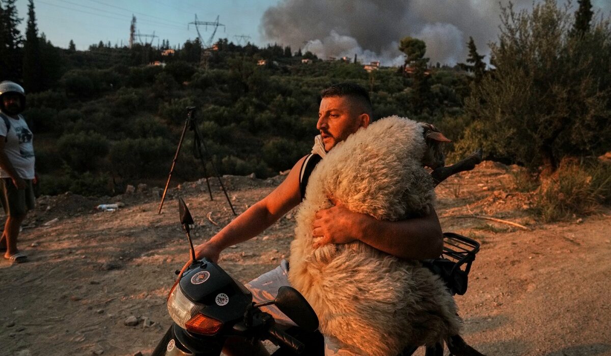 φωτιά διάσωση πρόβατο