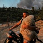 φωτιά διάσωση πρόβατο