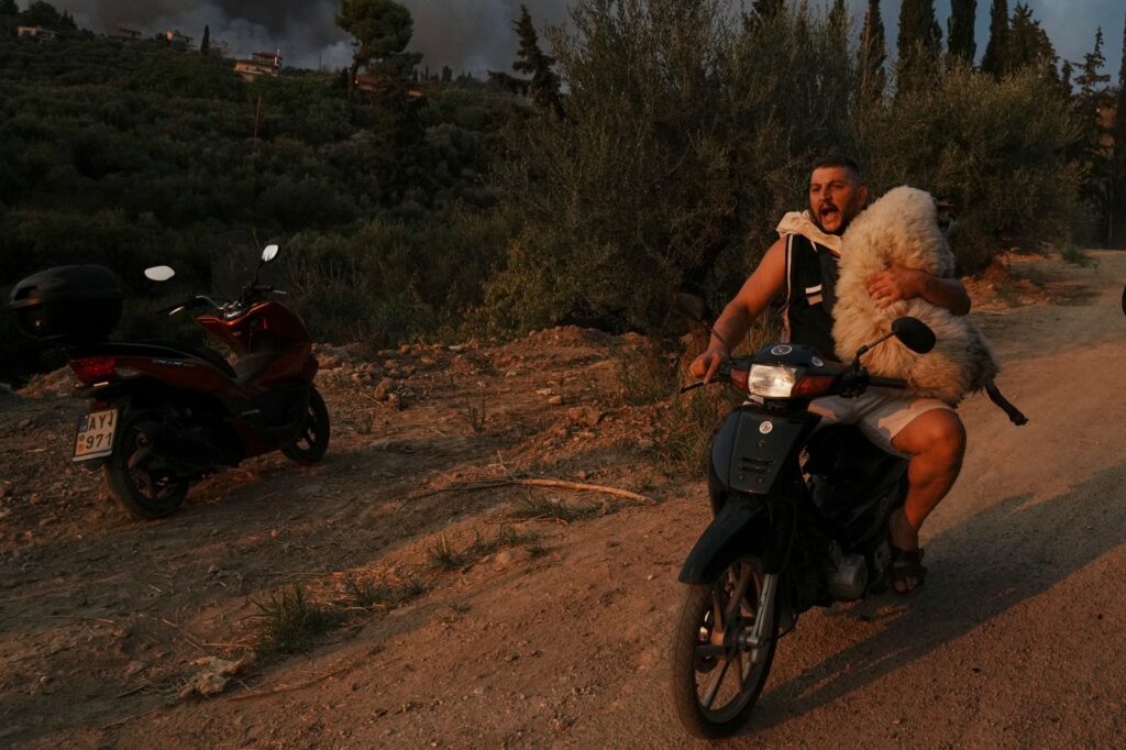 φωτια πρόβατο διάσωση