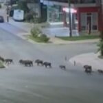 Ούτε ένα, ούτε δύο: 20 αγριογούρουνα «κατέλαβαν» τη Λιβαδειά (βίντεο)