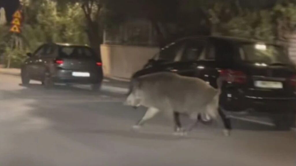 Αγριογούρουνο πετάχτηκε μπροστά σε αυτοκίνητο στο Χαϊδάρι - «Είναι τεράστιο!»