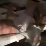 «Αστυνομία, ακίνητος!»: Έπιασαν διακινητή ναρκωτικών στον… ύπνο - Βίντεο από έφοδο στην Ελευσίνα