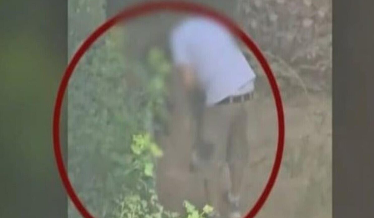 Πεύκη