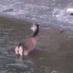 Ελάφι βουτά στη λίμνη Μπελέτσι για να γλιτώσει από λύκους (βίντεο)