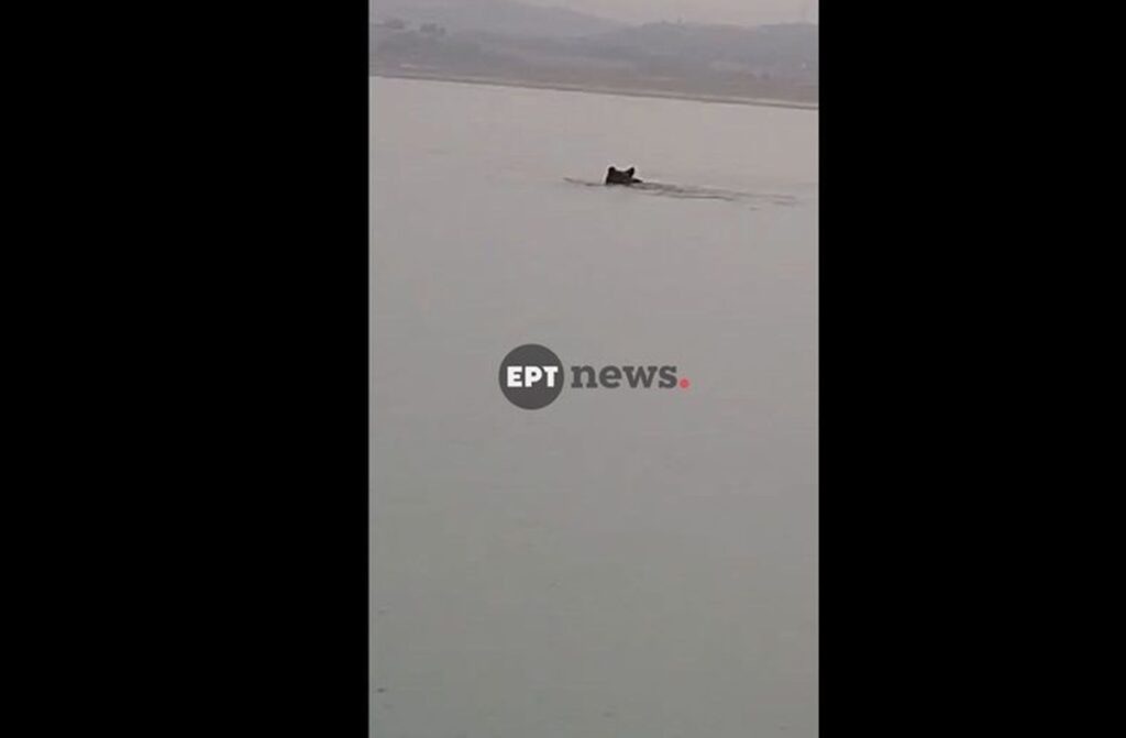 Αρκούδα «κολυμβήτρια» στη λίμνη Πολυφύτου – Την κατέγραψε ψαράς στην Κοζάνη (βίντεο)