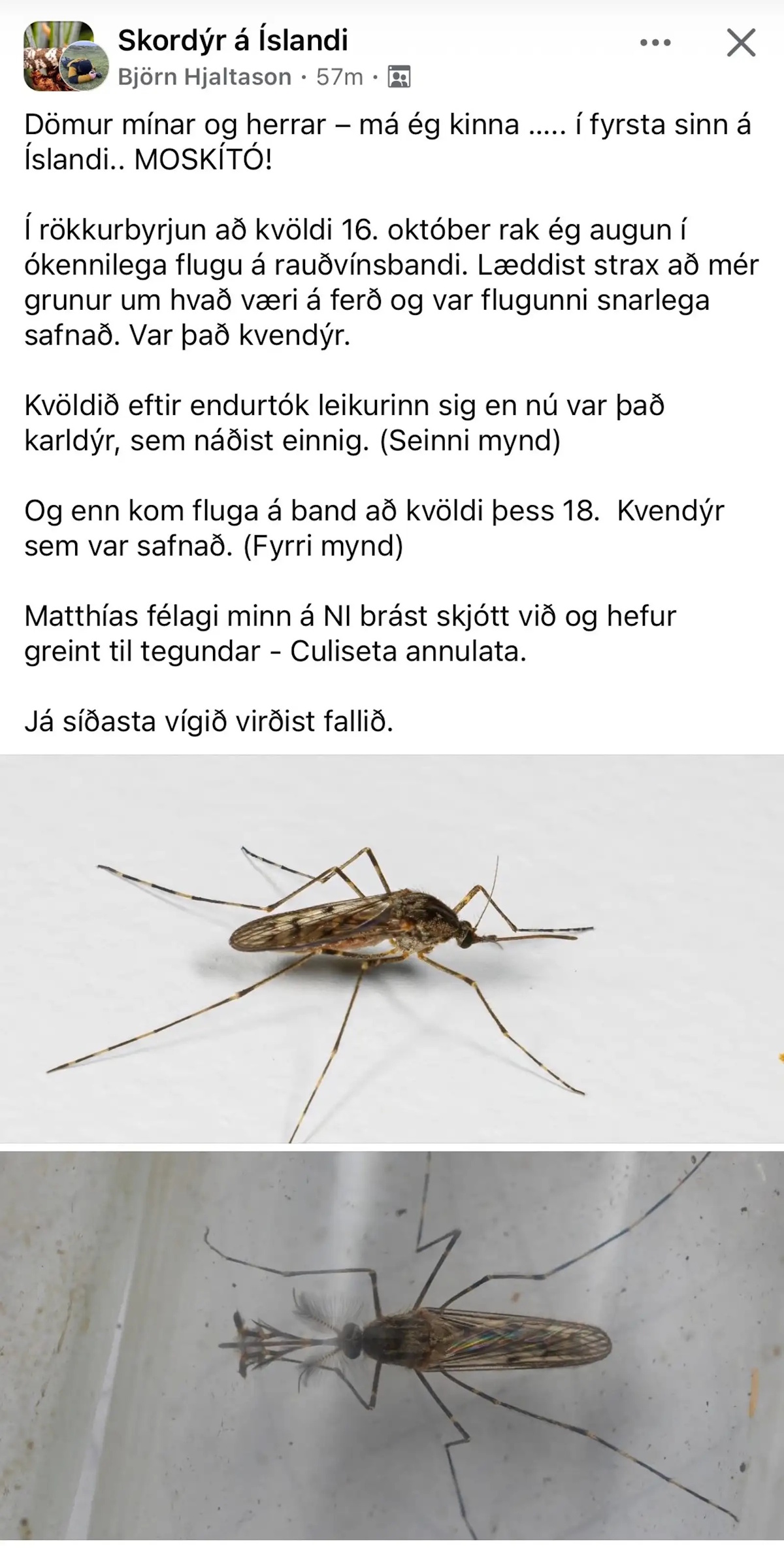Ισλανδία Κουνούπια