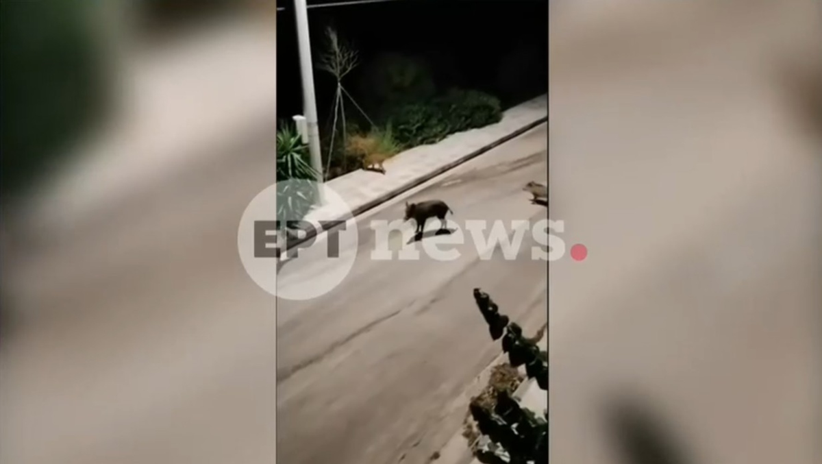 Καταδρομική στον Νέο Βουτζά: Βγήκαν με καραμπίνες και κυνηγούσαν αγριογούρουνα δίπλα σε σπίτια