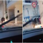 Αγριογούρουνο κόβει βόλτες στα στενά του Περιστερίου - Δείτε βίντεο