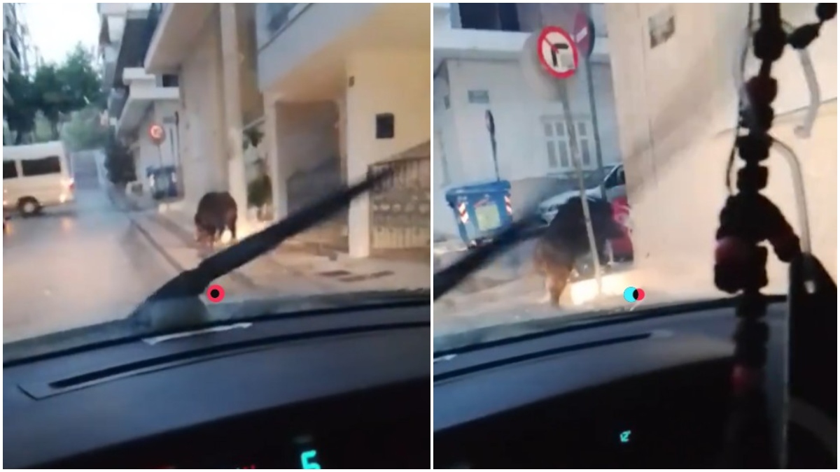 Αγριογούρουνο κόβει βόλτες στα στενά του Περιστερίου - Δείτε βίντεο