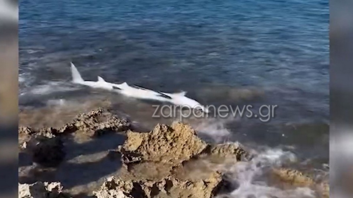 Αναστάτωση στα Χανιά με καρχαριοειδές στην παραλία του Σταυρού (βίντεο)