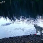 Πρωτοφανές: Λύκος μαζεύει καβουροπαγίδα για να φάει - Άναυδοι οι επιστήμονες (βίντεο)