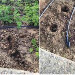 Απίστευτο κι όμως… ελληνικό: Έκλεψαν πάνω από 30 φυτά από παρτέρια στη Θεσσαλονίκη (εικόνες)