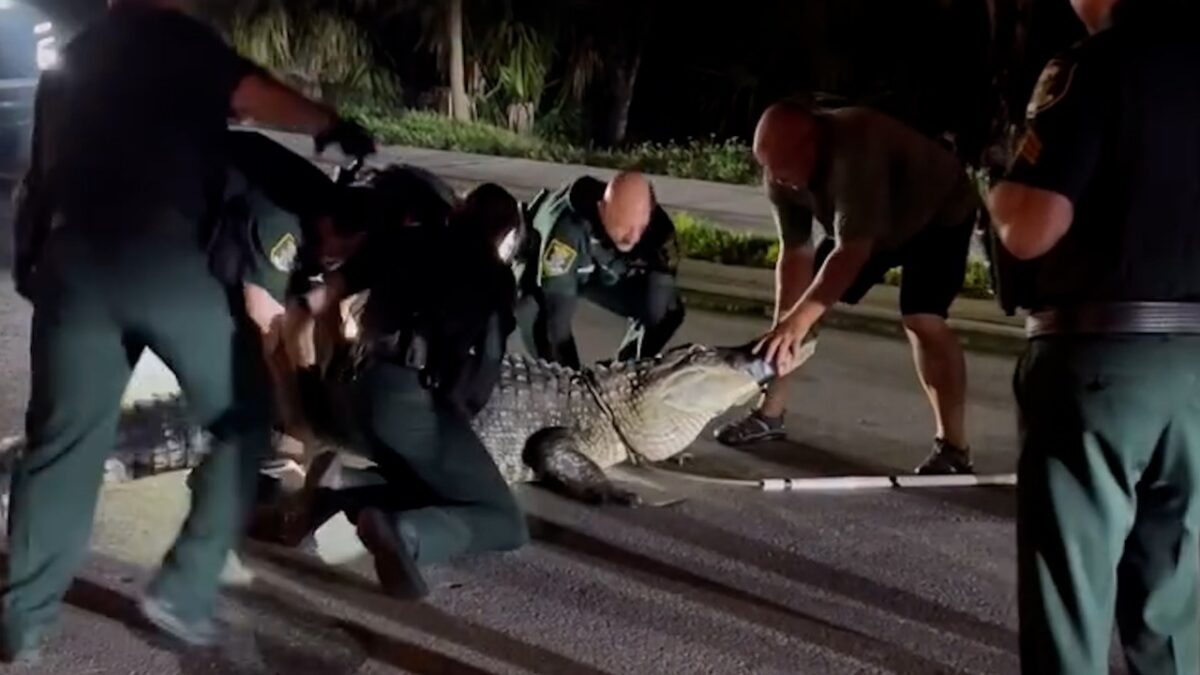 Σπάνιο βίντεο: Αστυνομικοί «παλεύουν» να απομακρύνουν τεράστιο αλιγάτορα από δρόμο στη Φλόριντα