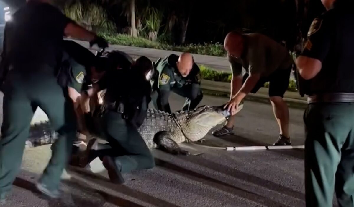 Σπάνιο βίντεο: Αστυνομικοί «παλεύουν» να απομακρύνουν τεράστιο αλιγάτορα από δρόμο στη Φλόριντα