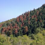 Καμπανάκι Guardian για τα έλατα της Ελλάδας: «Επέζησαν από φωτιές, αλλά κάτι άλλο τα σκοτώνει»