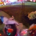 Συγκλονιστικό βίντεο: Αστυνομικός επαναφέρει σκύλο στη ζωή μετά τη διάσωσή του από φλεγόμενο σπίτι