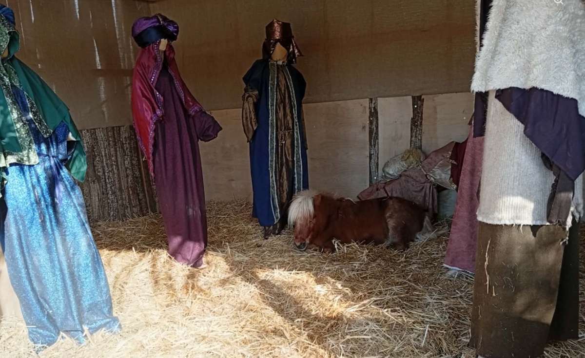 Βόλος: Αντιδράσεις για ζωντανό πόνι στη φάτνη – «Μόνο στον Τραμπ δεν το κοινοποιήσατε ρε νούμερα» απαντά ο Μπέος